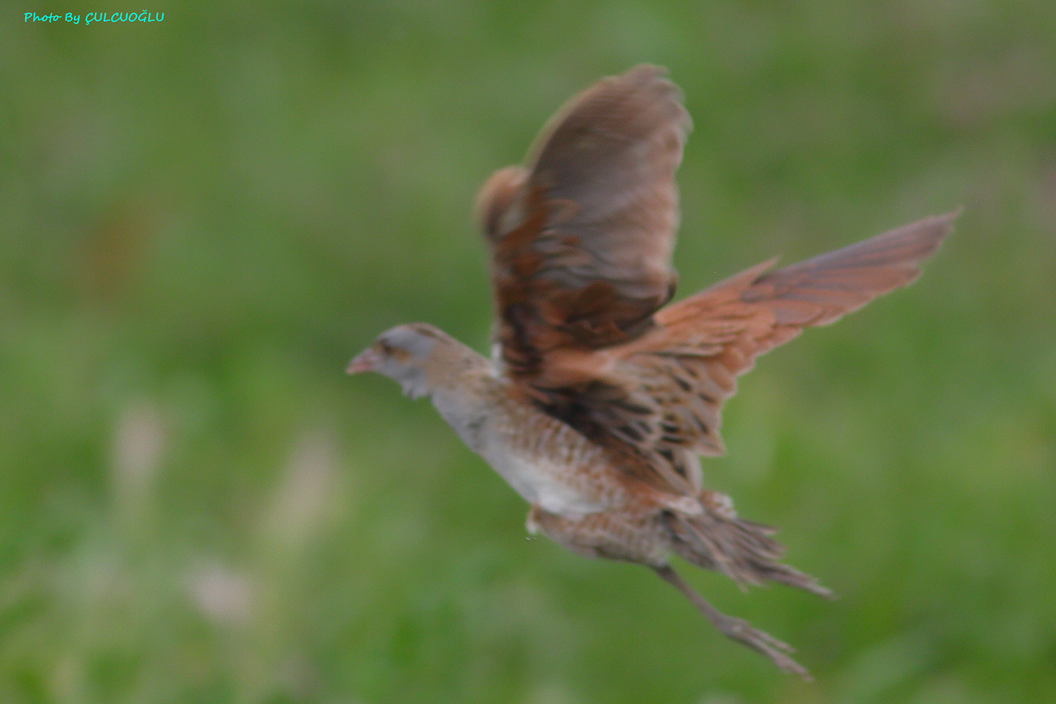 Corn Crake